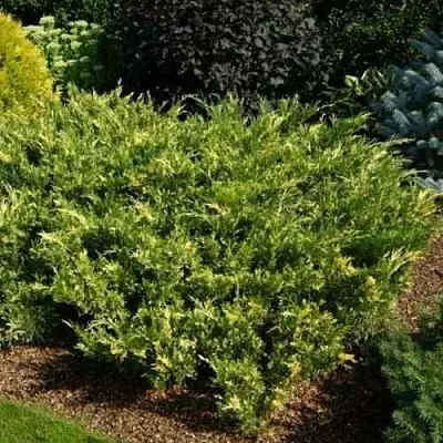 Можжевельник ВАРИЕГАТА казацкий  Можжевельник ВАРИЕГАТА казацкий в Ростове-на-Дону