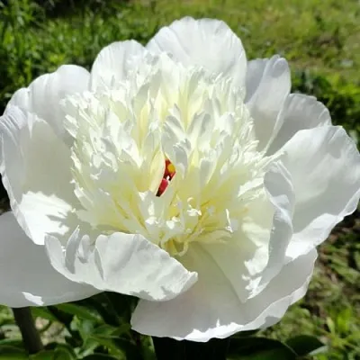 Пион ИММАКУЛИ травянистый  Пион ИММАКУЛИ травянистый в Ростове-на-Дону