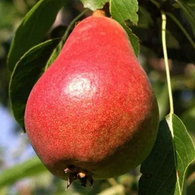 Груша НАРЯДНАЯ ЕФИМОВА  Груша НАРЯДНАЯ ЕФИМОВА в Ростове-на-Дону