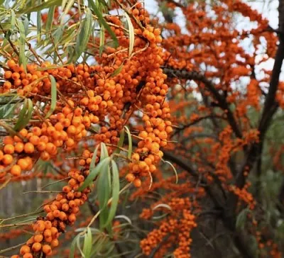 Облепиха СЕРАФИМА  Облепиха СЕРАФИМА в Ростове-на-Дону