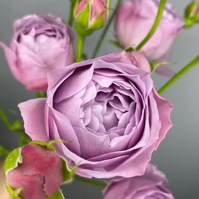 Саженцы роз ЛАВЕНДЕР БАБЛС спрей  Саженцы роз ЛАВЕНДЕР БАБЛС спрей в Ростове-на-Дону