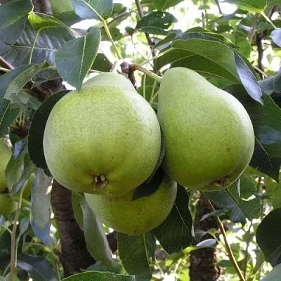 Груша МАСЛЯНИСТАЯ ЛЕТНЯЯ  Груша МАСЛЯНИСТАЯ ЛЕТНЯЯ в Ростове-на-Дону