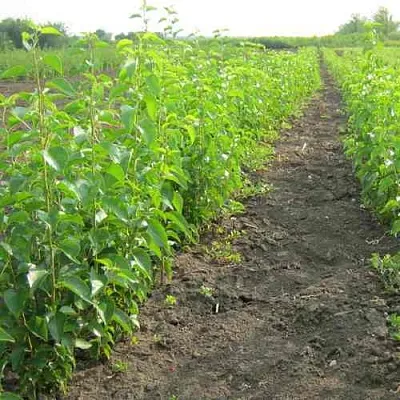 Подвой черешни ДИКАЯ ЧЕРЕШНЯ  Подвой черешни ДИКАЯ ЧЕРЕШНЯ в Ростове-на-Дону