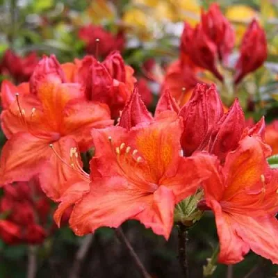 Азалия ЛИЛИНШТЕЙН японская  Азалия ЛИЛИНШТЕЙН японская в Ростове-на-Дону