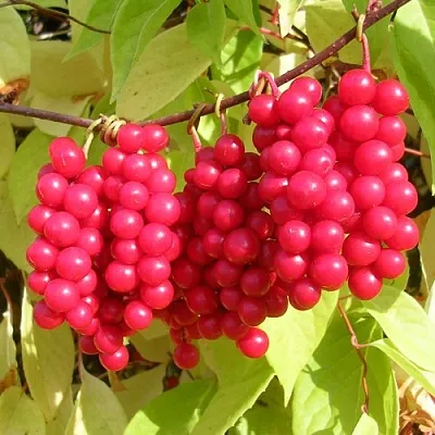 Лимонник  Лимонник в Ростове-на-Дону