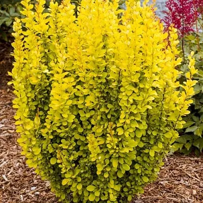 Барбарис ГОЛДЕН ТОРЧ тунберга в Ростове-на-Дону