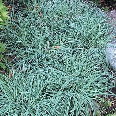 Осока БЛЮ ЗИНГЕР  Осока БЛЮ ЗИНГЕР в Ростове-на-Дону