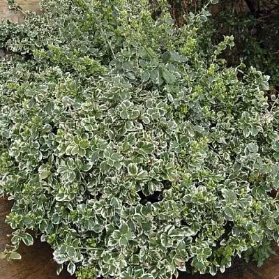 Бересклет ЭМЕРАЛЬД ГАИТИ форчуна  Бересклет ЭМЕРАЛЬД ГАИТИ форчуна в Ростове-на-Дону