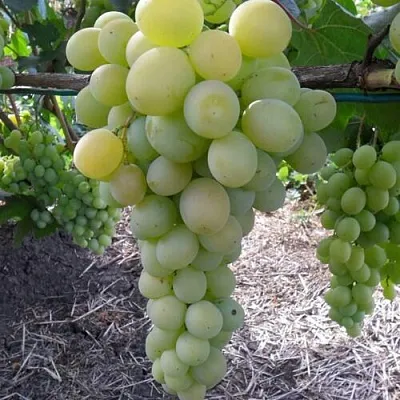 Виноград ФРУМОАСА АЛБЭ  Виноград ФРУМОАСА АЛБЭ в Ростове-на-Дону