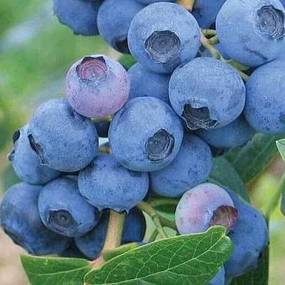 Голубика ЭРЛИБЛЮ  Голубика ЭРЛИБЛЮ в Ростове-на-Дону