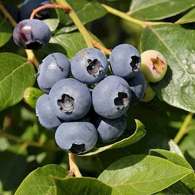 Голубика ШАНТЕКЛЕР  Голубика ШАНТЕКЛЕР в Ростове-на-Дону