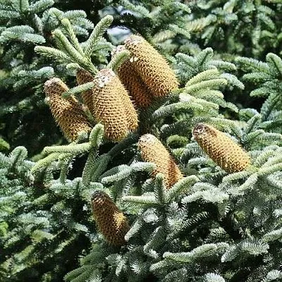 Пихта благородная  Пихта благородная в Ростове-на-Дону