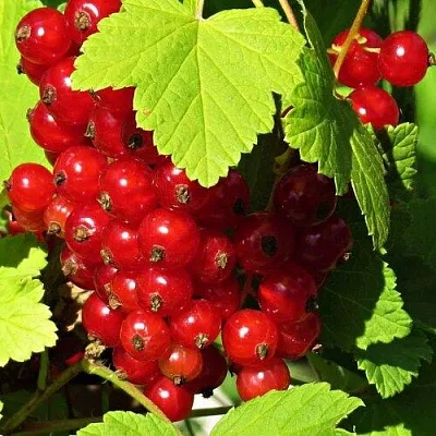 Смородина красная ГАЗЕЛЬ  Смородина красная ГАЗЕЛЬ в Ростове-на-Дону