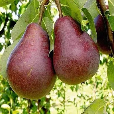 Груша с красной мякотью КРАСНАЯ ИЗ СААРЕМА  Груша с красной мякотью КРАСНАЯ ИЗ СААРЕМА в Ростове-на-Дону