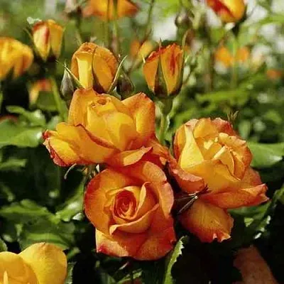 Саженцы роз САХАРА плетистая  Саженцы роз САХАРА плетистая в Ростове-на-Дону