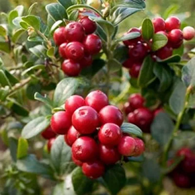 Клюква ХОЛЬШТАЙН  Клюква ХОЛЬШТАЙН в Ростове-на-Дону