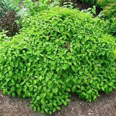 Дерен КЕЛСЕИ шелковистый   Дерен КЕЛСЕИ шелковистый  в Ростове-на-Дону