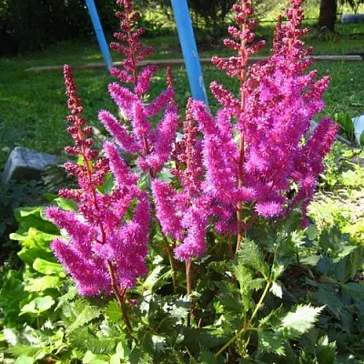 Астильба ЭЛИЗАБЕТ ВАН ВИН японская  Астильба ЭЛИЗАБЕТ ВАН ВИН японская в Ростове-на-Дону