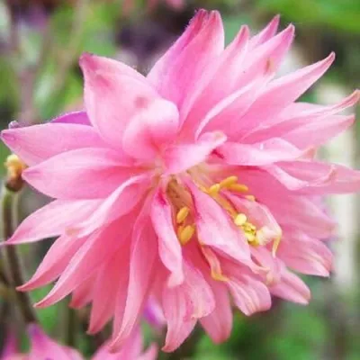 Аквилегия БАРЛОУ ПИНК гибрид МакКаны — описание сорта Аквилегия БАРЛОУ ПИНК гибрид МакКаны в Ростове-на-Дону