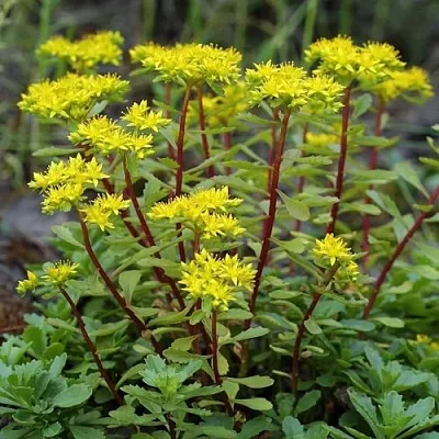 Очиток (седум) ИММЕРГРЮНХЕН  Очиток (седум) ИММЕРГРЮНХЕН в Ростове-на-Дону