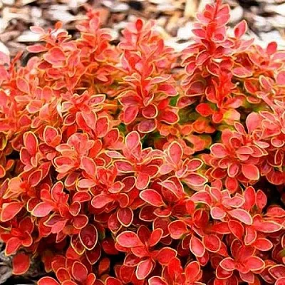 Барбарис КОРАЛ тунберга в Ростове-на-Дону