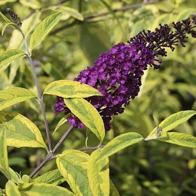 Буддлея давида САНТАНА   Буддлея давида САНТАНА  в Ростове-на-Дону