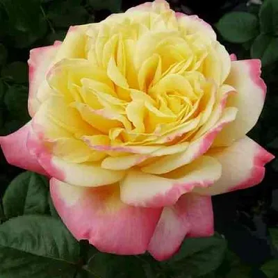 Саженцы роз КОРДЕС ДЖУБИЛИ чайно-гибридная  Саженцы роз КОРДЕС ДЖУБИЛИ чайно-гибридная в Ростове-на-Дону