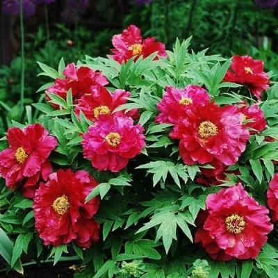 Пион КРАСНЫЙ ЛОТОС древовидный в Ростове-на-Дону