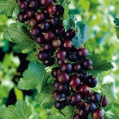 Йошта  Йошта в Ростове-на-Дону