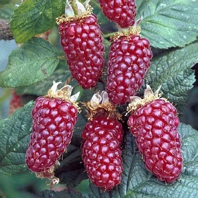 Ежемалина ТАЙБЕРРИ  Ежемалина ТАЙБЕРРИ в Ростове-на-Дону