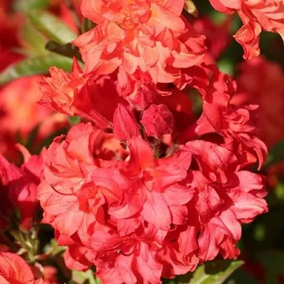 Азалия ФОЙЕРКОПФЕН крупноцветковая  Азалия ФОЙЕРКОПФЕН крупноцветковая в Ростове-на-Дону