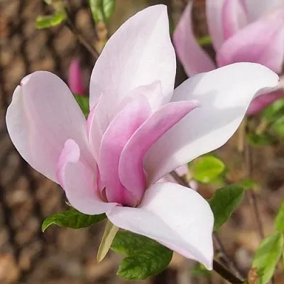 Магнолия БЕТТИ  Магнолия БЕТТИ в Ростове-на-Дону