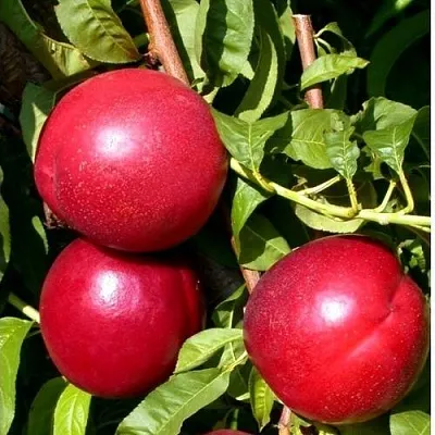 Нектарин ХАРКО  Нектарин ХАРКО в Ростове-на-Дону