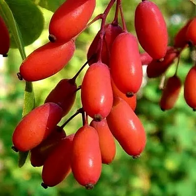 Кизил  Кизил в Ростове-на-Дону