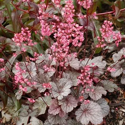 Гейхера МИЛАН  Гейхера МИЛАН в Ростове-на-Дону