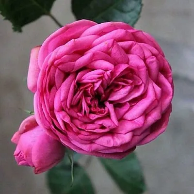 Саженцы роз ПИНК ПИАНО чайно-гибридная в Ростове-на-Дону