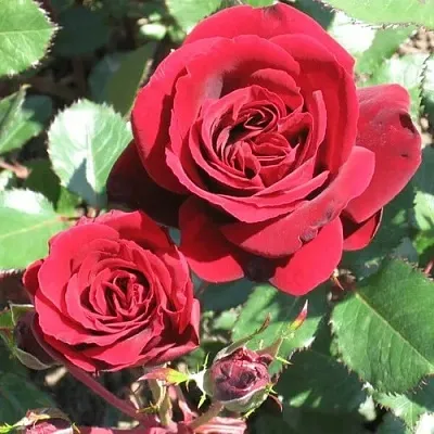 Саженцы роз ИЗАБЕЛЬ РЕНЕССАНС шраб  Саженцы роз ИЗАБЕЛЬ РЕНЕССАНС шраб в Ростове-на-Дону