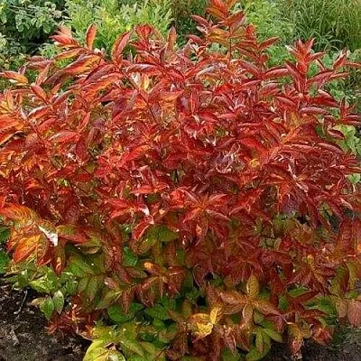 Вейгела ОГНЕННЫЕ КРЫЛЬЯ  Вейгела ОГНЕННЫЕ КРЫЛЬЯ в Ростове-на-Дону