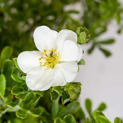 Лапчатка СНОУБЕРД кустарниковая  Лапчатка СНОУБЕРД кустарниковая в Ростове-на-Дону