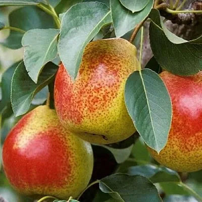 Груша ГОРНАЯ КРАСАВИЦА  Груша ГОРНАЯ КРАСАВИЦА в Ростове-на-Дону