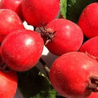 Боярышник КРУПНОПЛОДНЫЙ  Боярышник КРУПНОПЛОДНЫЙ в Ростове-на-Дону