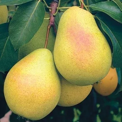 Груша МЛИЕВСКАЯ РАННЯЯ  Груша МЛИЕВСКАЯ РАННЯЯ в Ростове-на-Дону