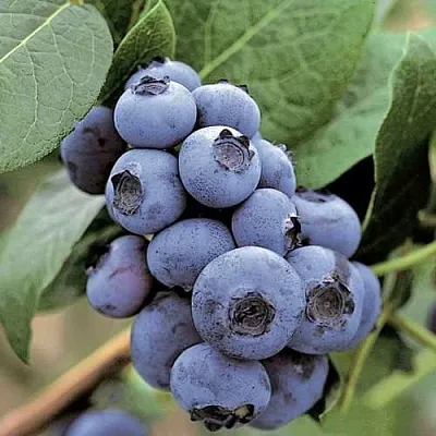 Голубика ПАТРИОТ  Голубика ПАТРИОТ в Ростове-на-Дону