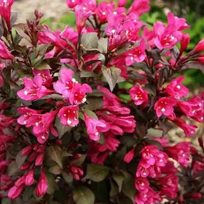 Вейгела БЛЭК РУБИ  Вейгела БЛЭК РУБИ в Ростове-на-Дону