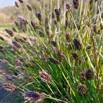 Сейслерия ХЕФЛЕРА  Сейслерия ХЕФЛЕРА в Ростове-на-Дону