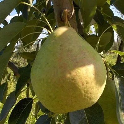 Груша СЛАДКАЯ ИЗ МЛИЕВА  Груша СЛАДКАЯ ИЗ МЛИЕВА в Ростове-на-Дону