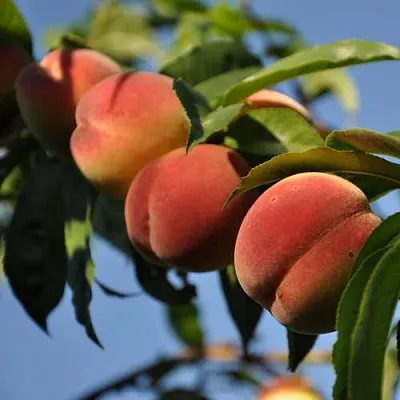 Персик ДАЧНЫЙ  Персик ДАЧНЫЙ в Ростове-на-Дону