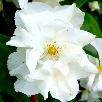 Жасмин РОЗАЦЕ  Жасмин РОЗАЦЕ в Ростове-на-Дону