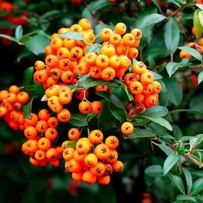 Пираканта ОРАНЖ ГЛОУ  Пираканта ОРАНЖ ГЛОУ в Ростове-на-Дону