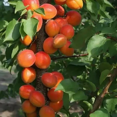 Абрикос ЗВЕЗДНЫЙ колонновидный  Абрикос ЗВЕЗДНЫЙ колонновидный в Ростове-на-Дону